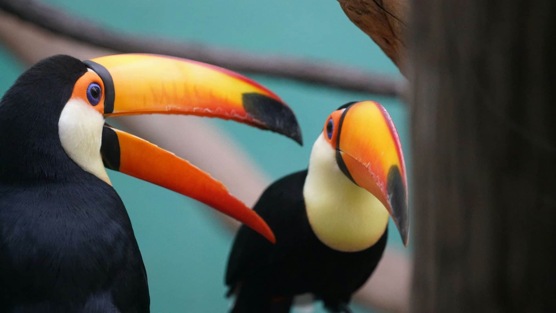 tucano-ave-animal-natureza-passaro-1920x1080