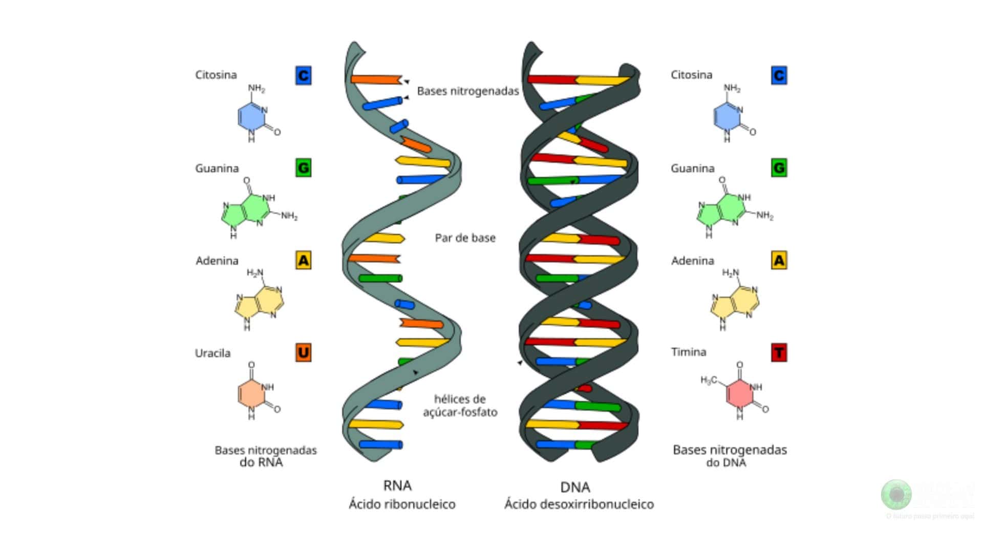 Qual a diferença entre RNA e DNA? Entenda as funções, estrutura e ...