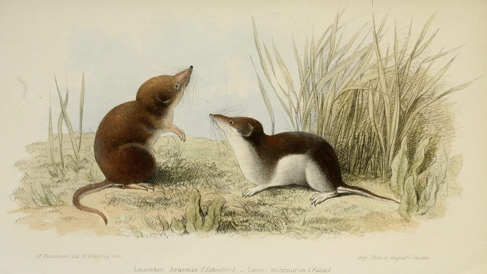 Ilustração de dois musaranhos em um ambiente natural, cercados por grama. Um musaranho está em pé, enquanto o outro está deitado ao lado, mostrando seu perfil.