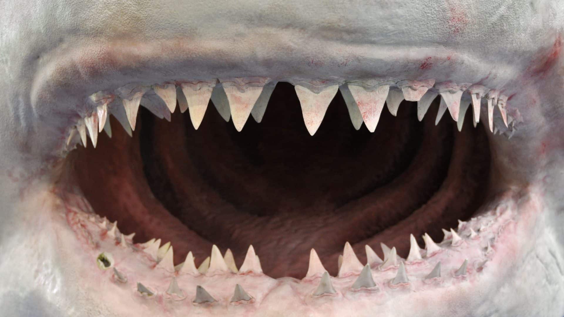 Dentes de Tubarão