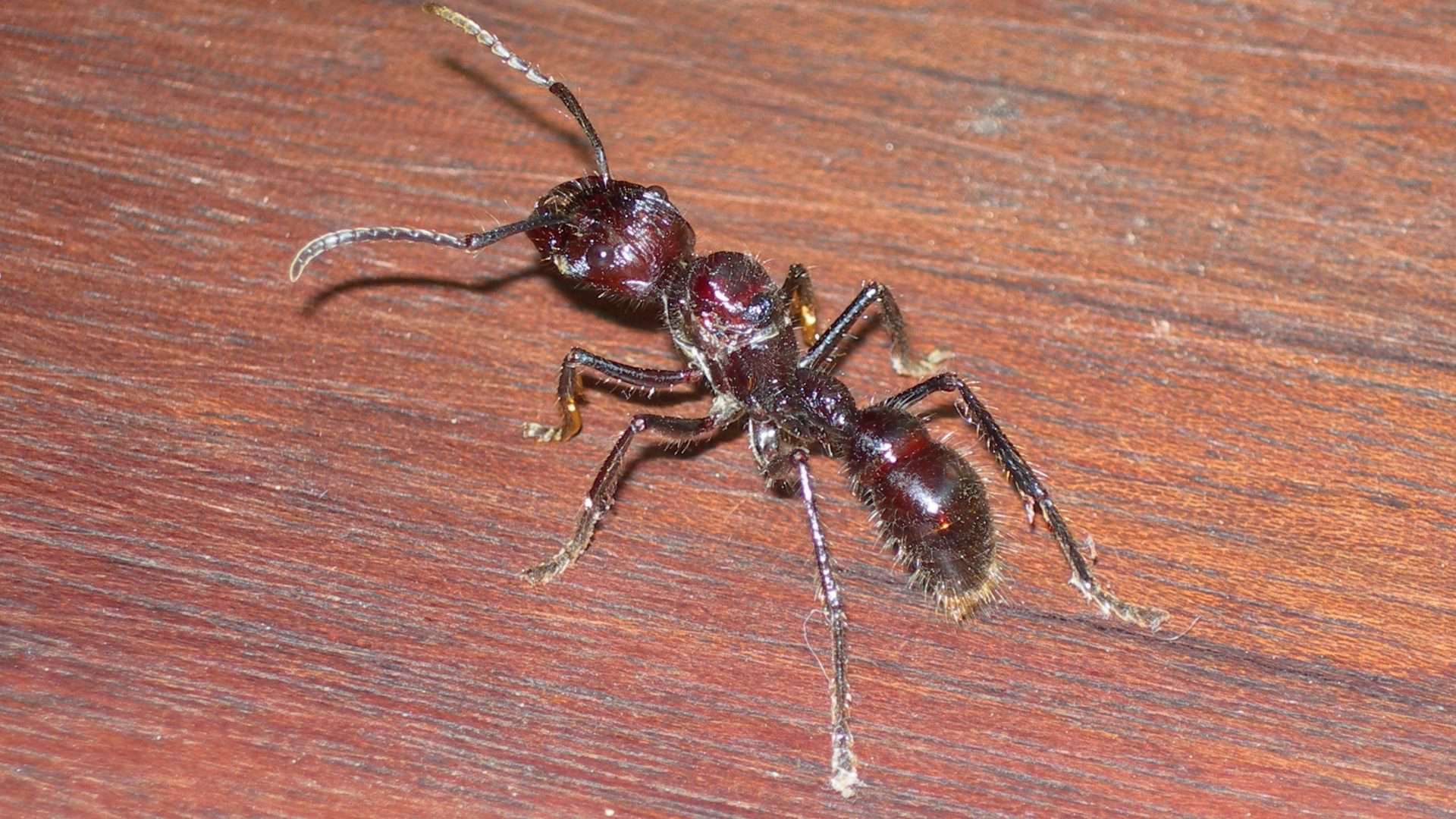 Paraponera clavata