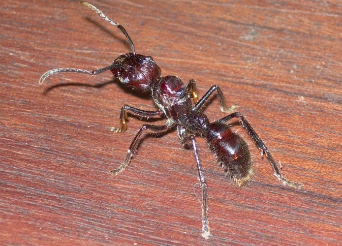 Paraponera clavata