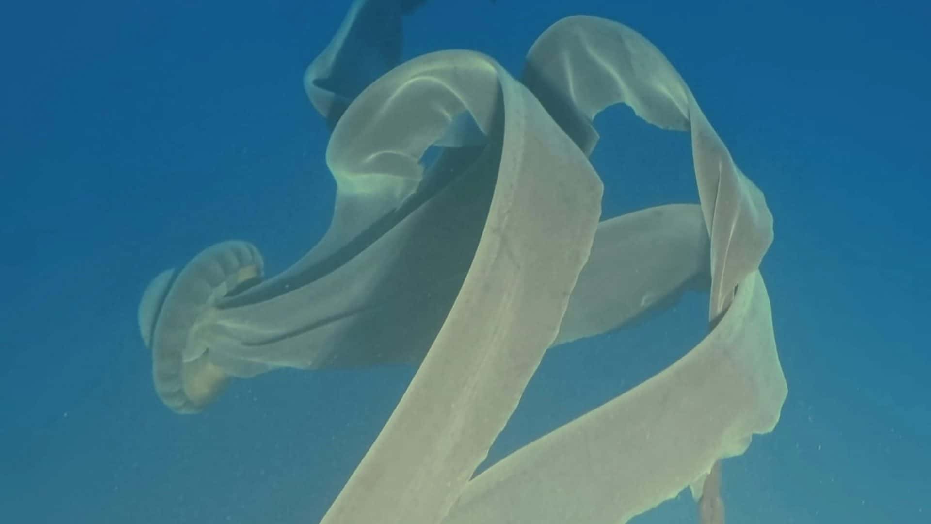 Agua viva gigante tentáculos
