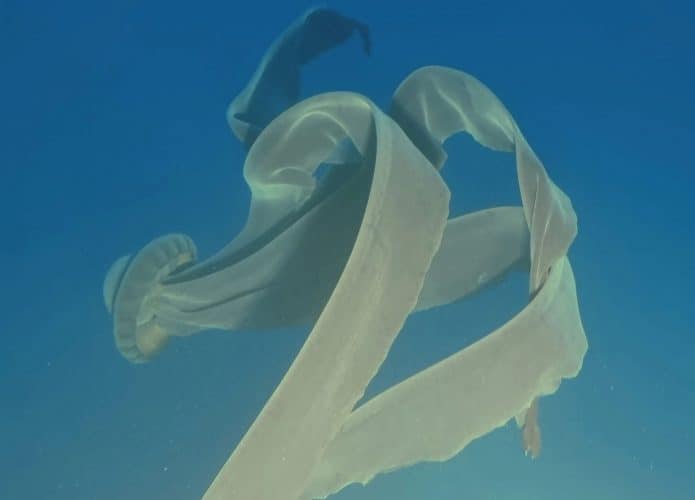 Agua viva gigante tentáculos