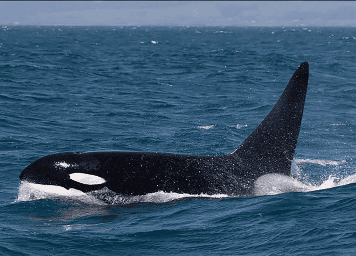 baleia-orca