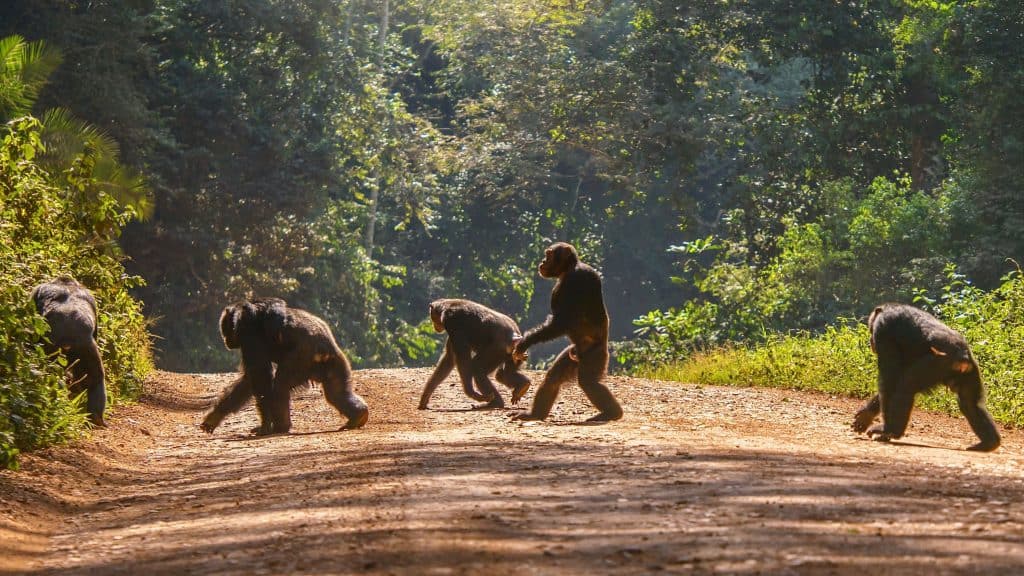 Grupo de chimpanzés atravessando estrada de terra