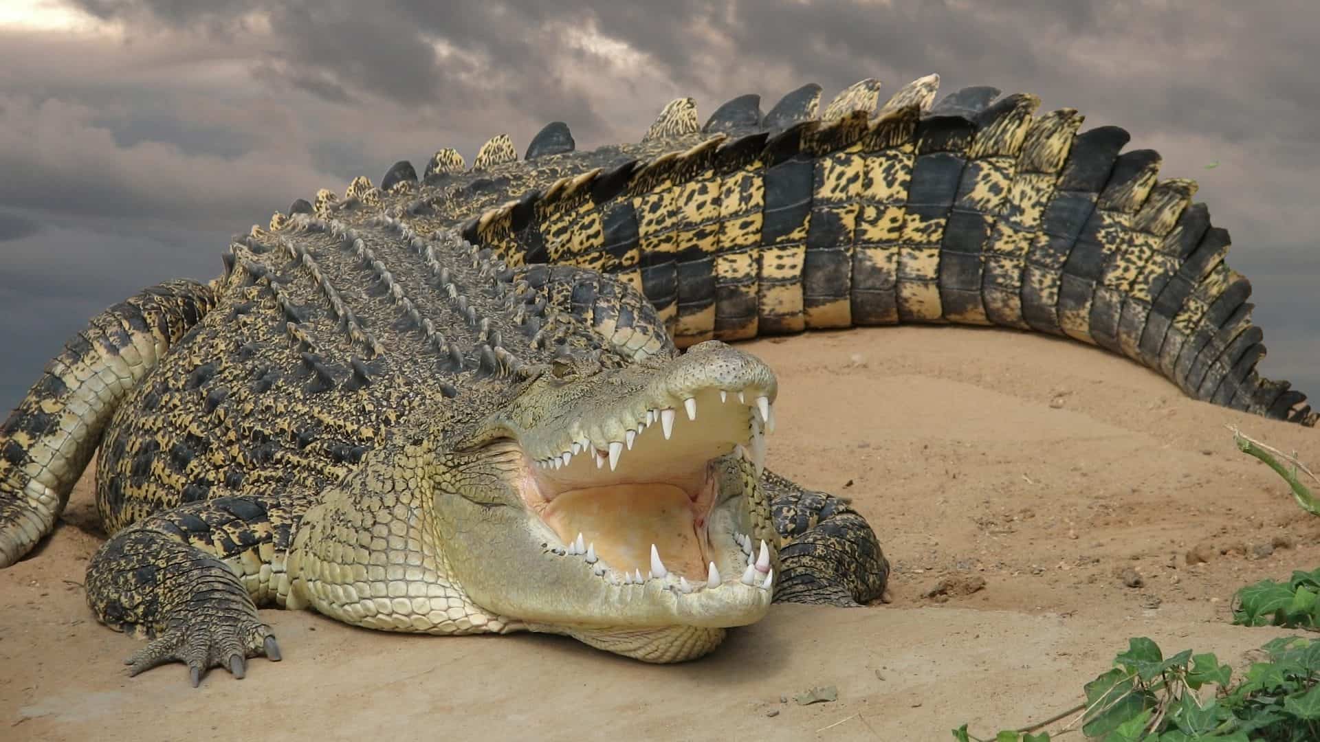 Crocodilo-de-agua-salgada-1920x1080