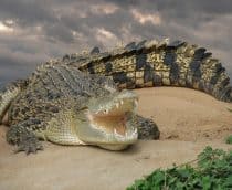 Crocodilo-de-agua-salgada-210x172
