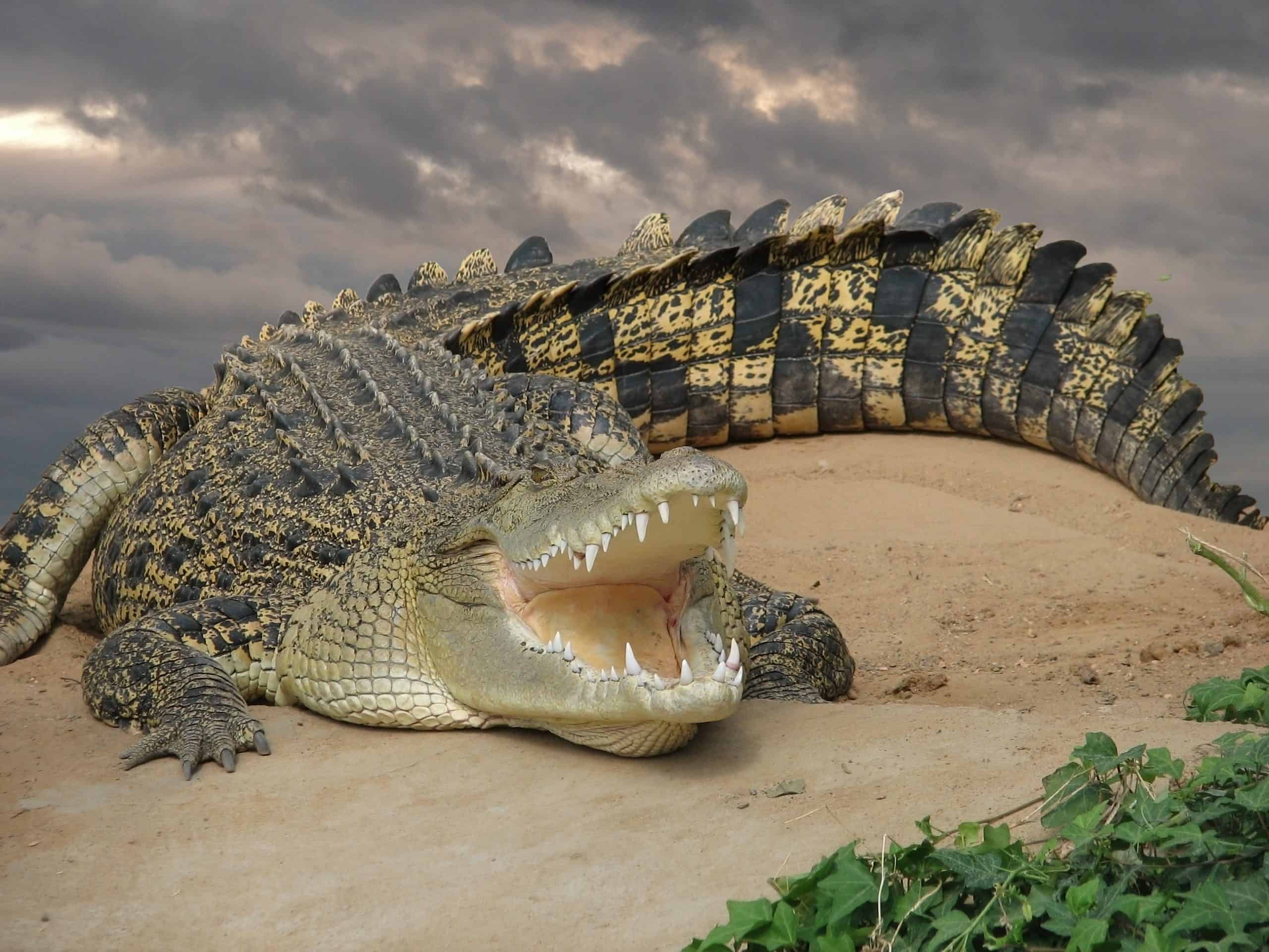 Crocodilos vegetarianos? Eles teriam existido, segundo estudo