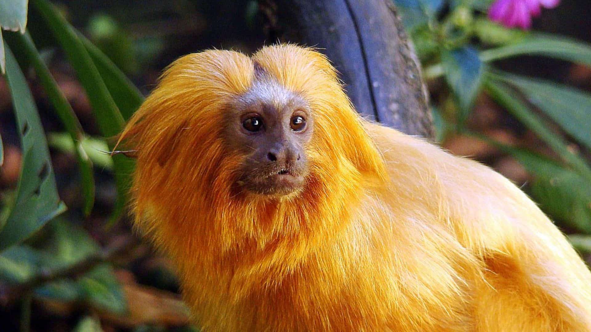 Imagem de um Mico-Leão-Dourado