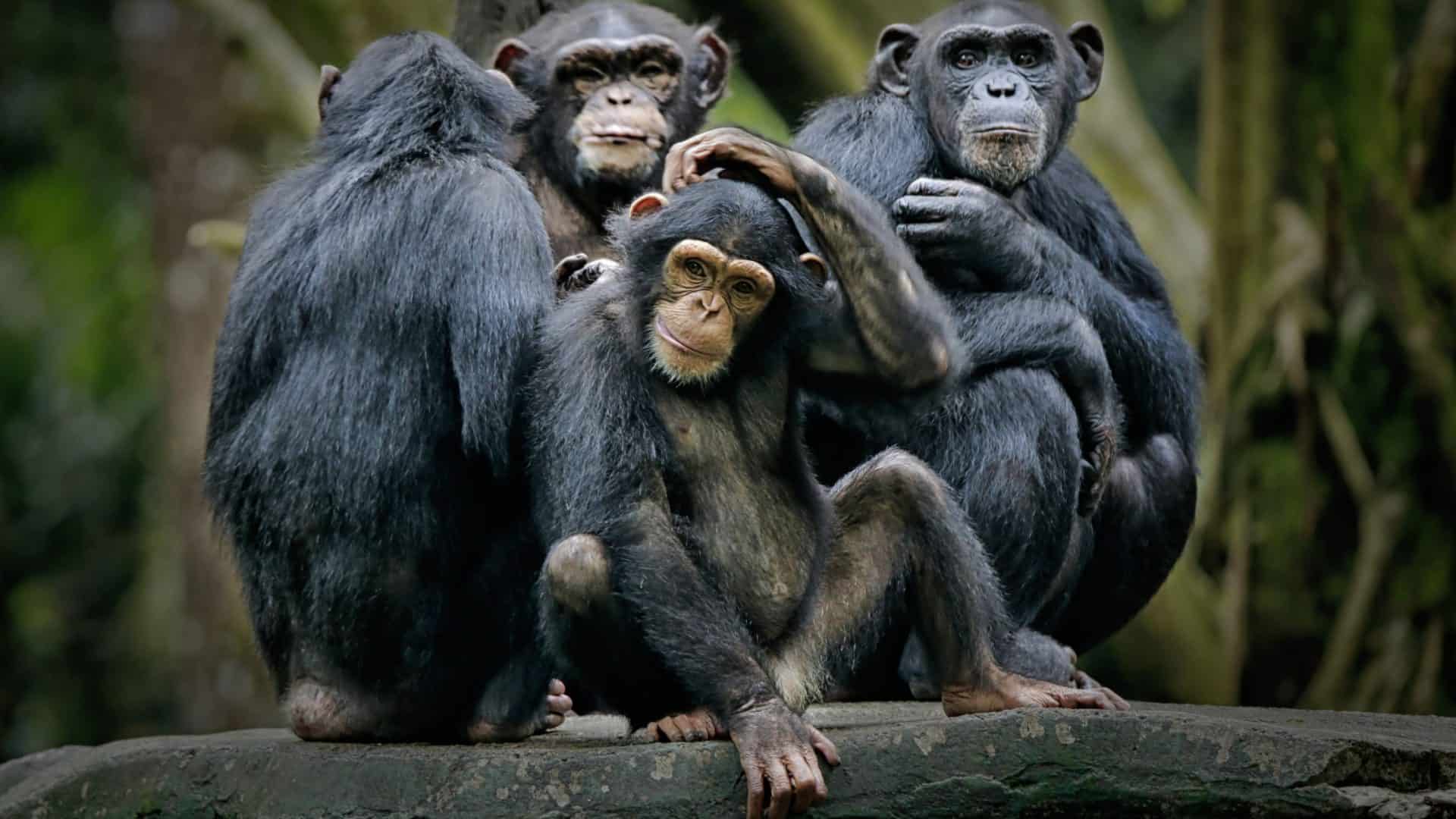 Chimpanzés sentados juntos