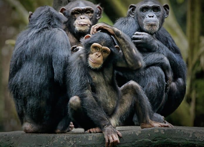 Chimpanzés sentados juntos