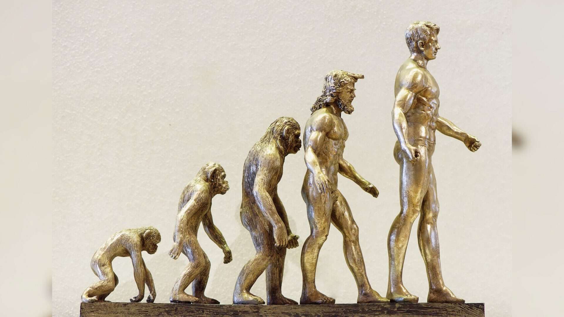 Estatuetas douradas enfileiradas para ilustrar a evolução do homem a partir do macaco