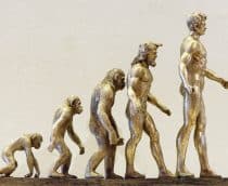 Estatuetas douradas enfileiradas para ilustrar a evolução do homem a partir do macaco