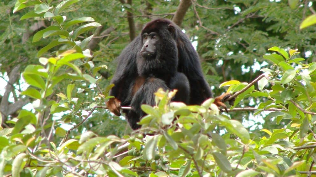Guariba-de-mãos-ruivas (*Alouatta belzebu*) em seu habitat natural, registrado em Tucuruí, Pará.  