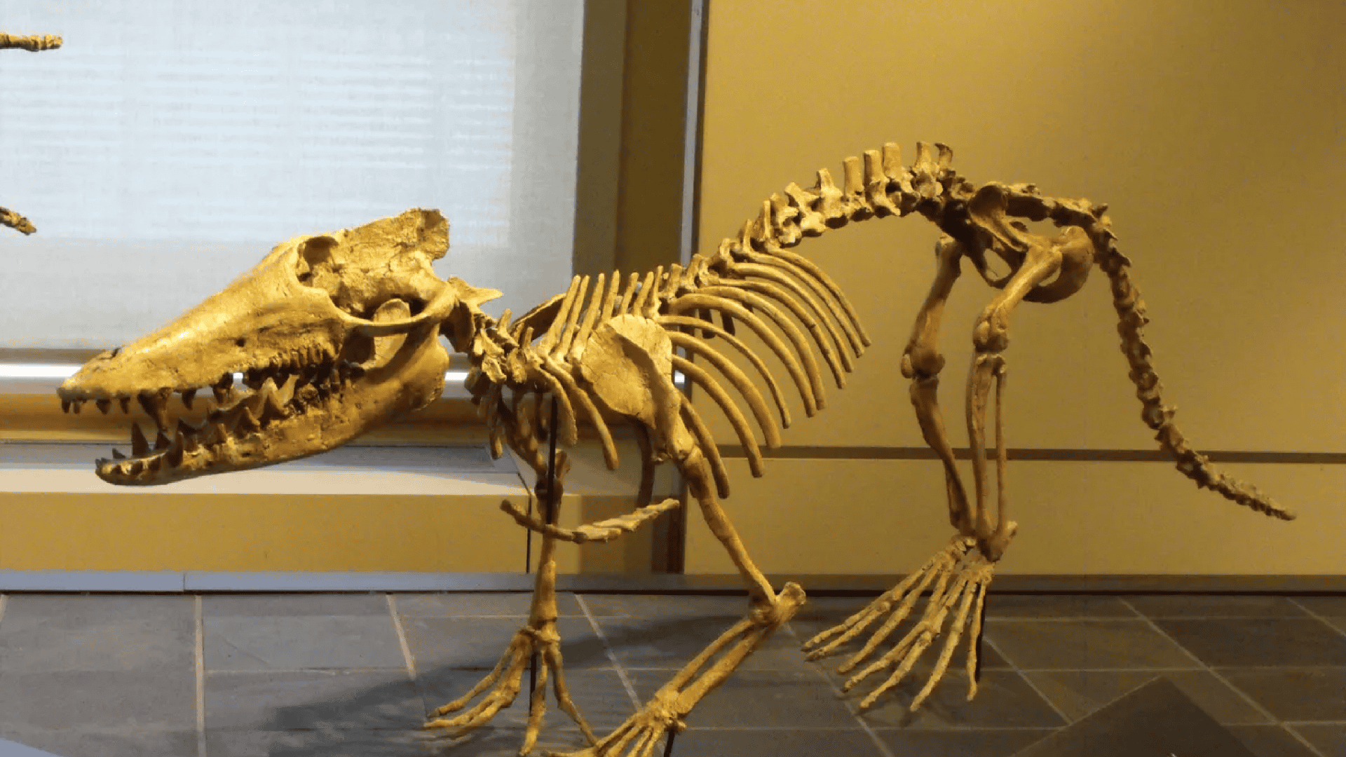 esqueleto do Pakicetus