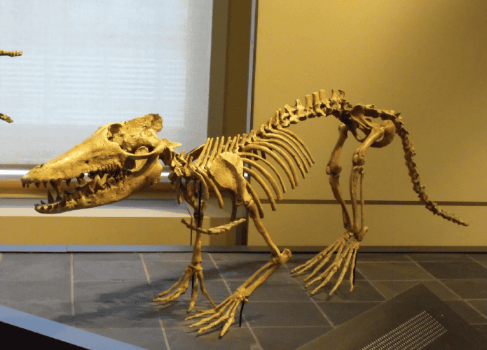 esqueleto do Pakicetus