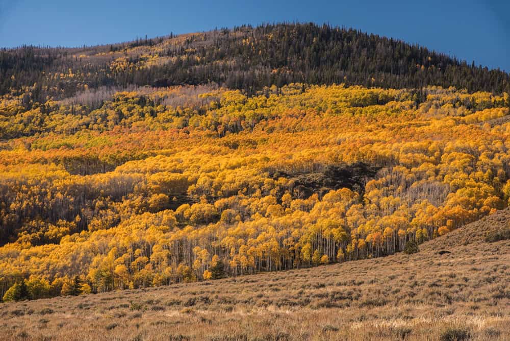 Árvores de álamo Pando em Utah