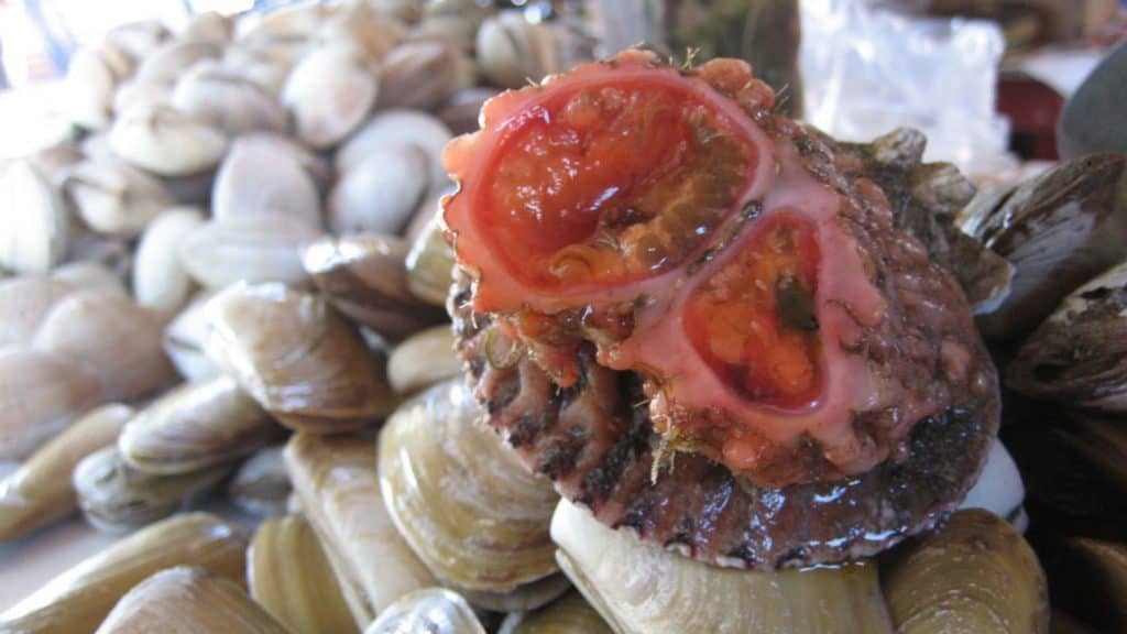 Pyura chilensis, parte que parece massa de órgãos dentro de pedras encontradas no Peru e no Chile
