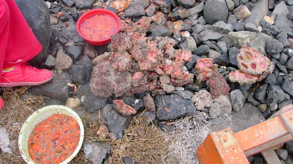 Exemplares da espécie Pyura chilensis, que parece rocha viva com órgãos dentro, ao longo da costa de uma praia