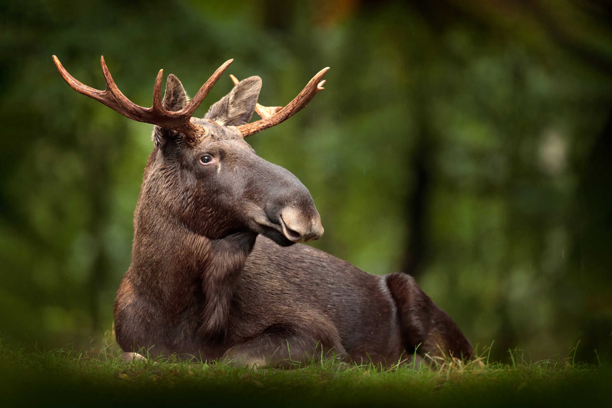 EUA ampliam vigilância após detectar mosca-da-bicheira em animal selvagem