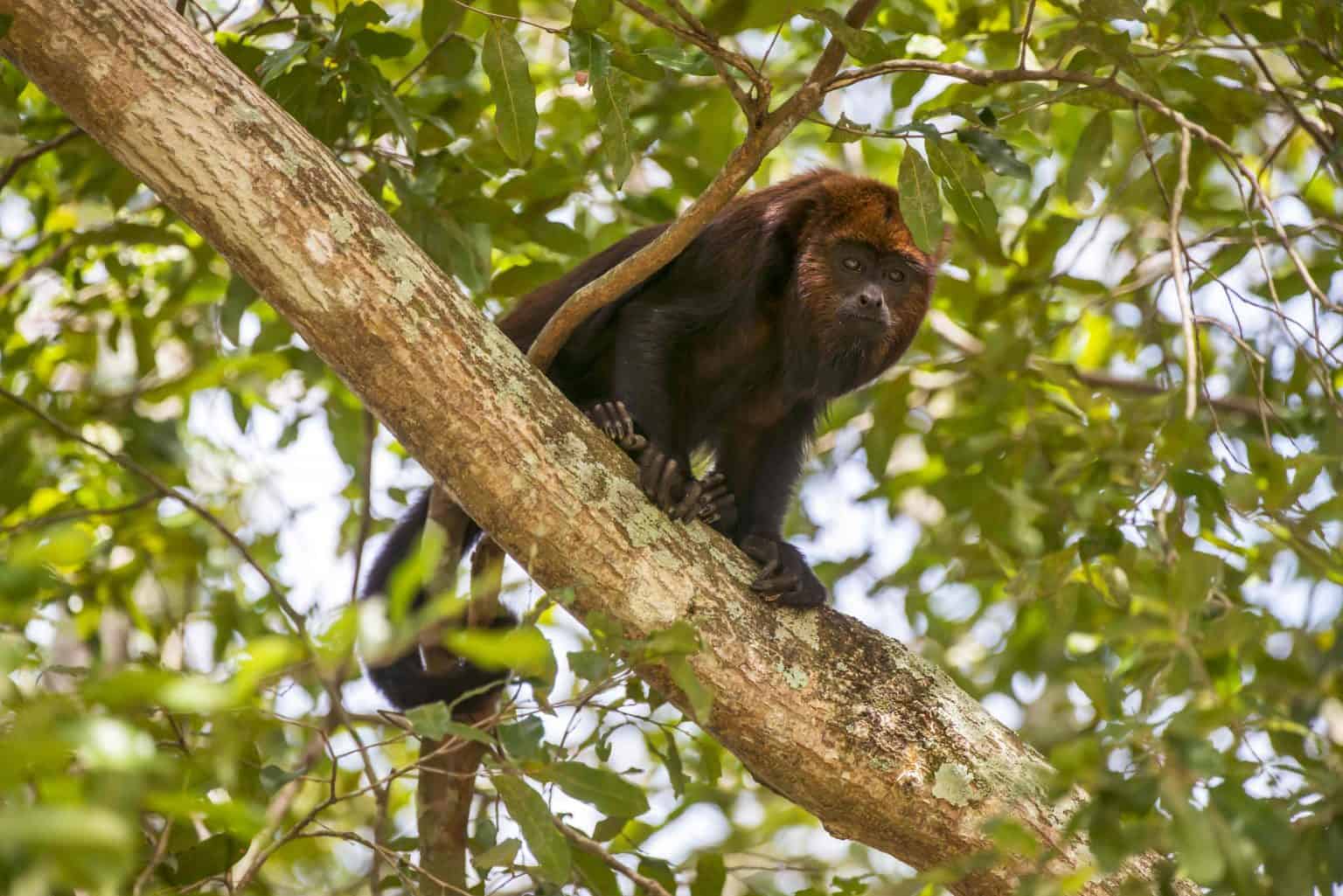 Quais os animais mais barulhentos do mundo? - Olhar Digital