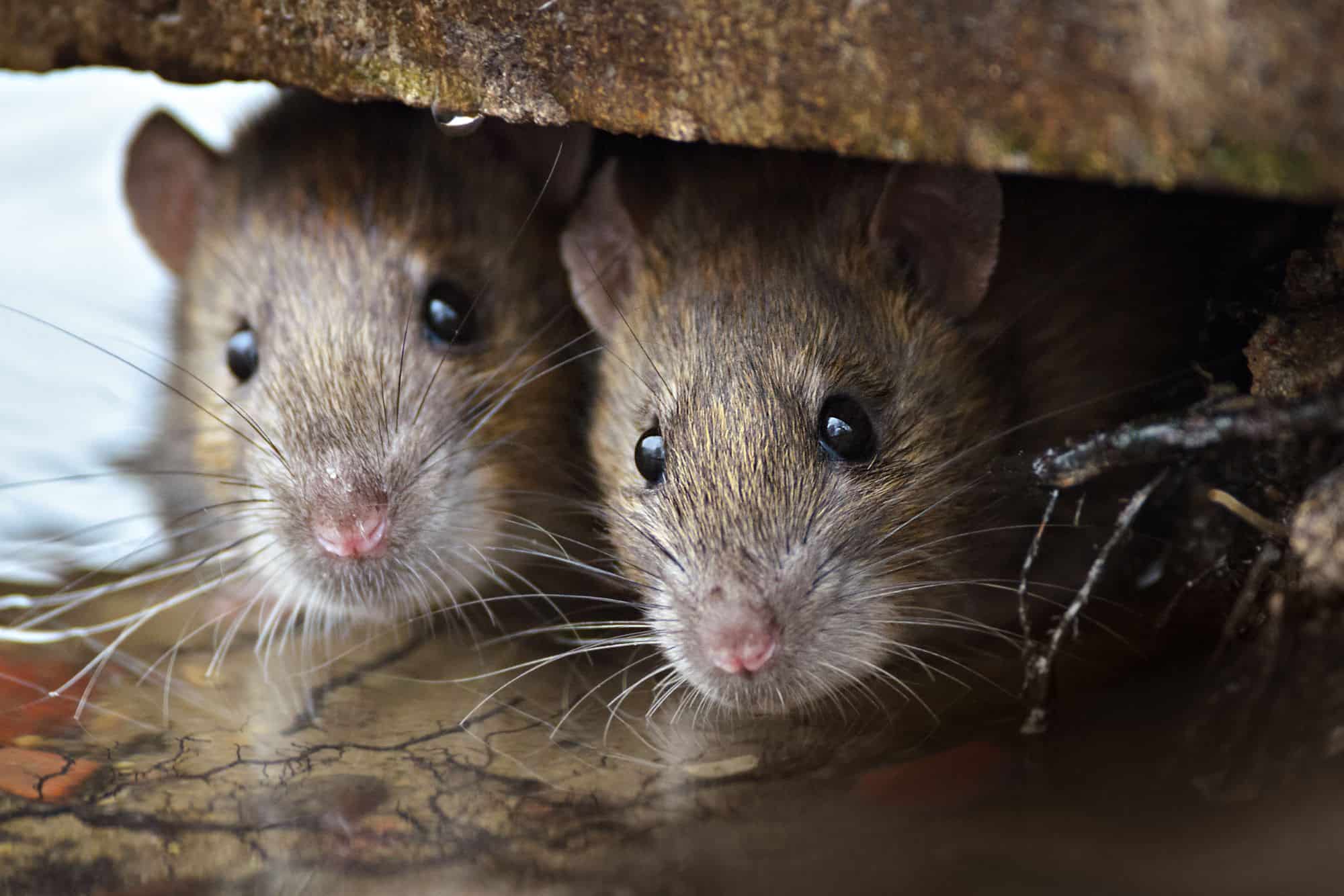 Ratos gerados com dois pais machos revolucionam o que sabemos sobre genética; entenda