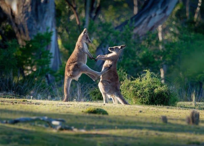 Dois cangurus cinzentos orientais lutando entre si na Tasmânia, Austrália.