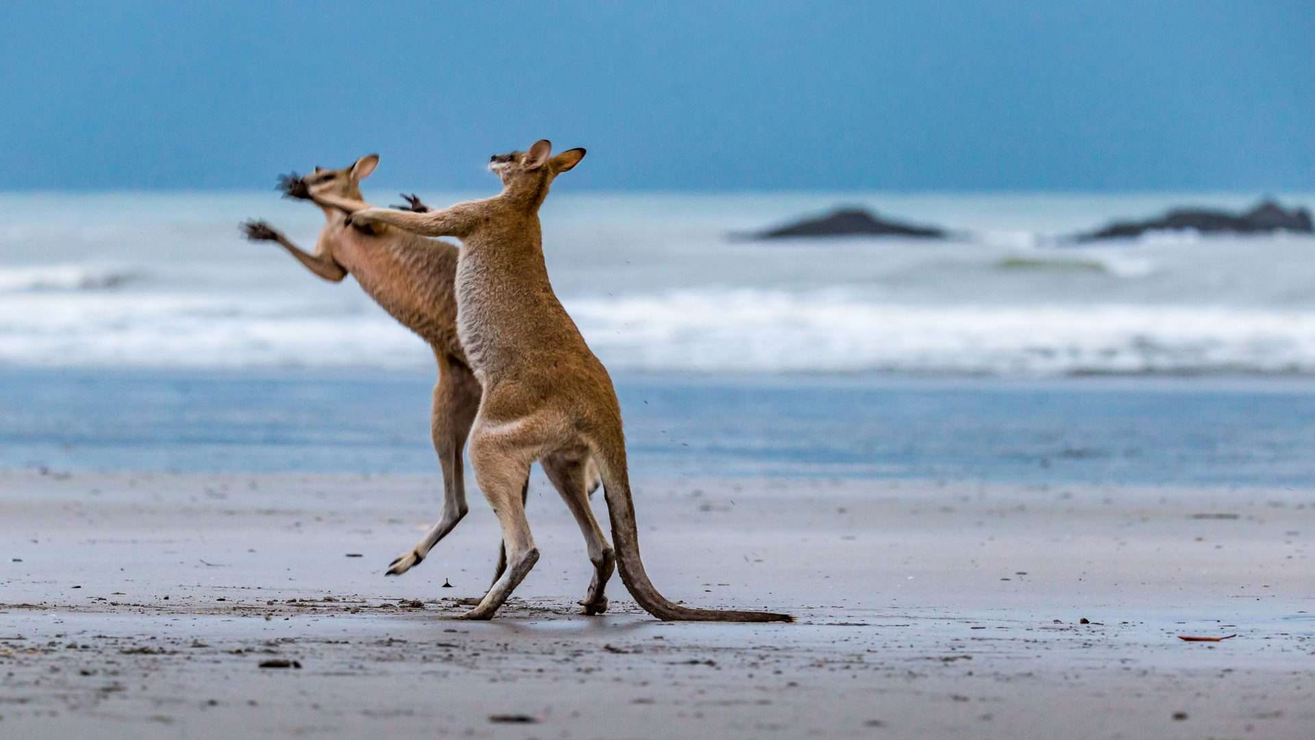 Cangurus lutando na praia