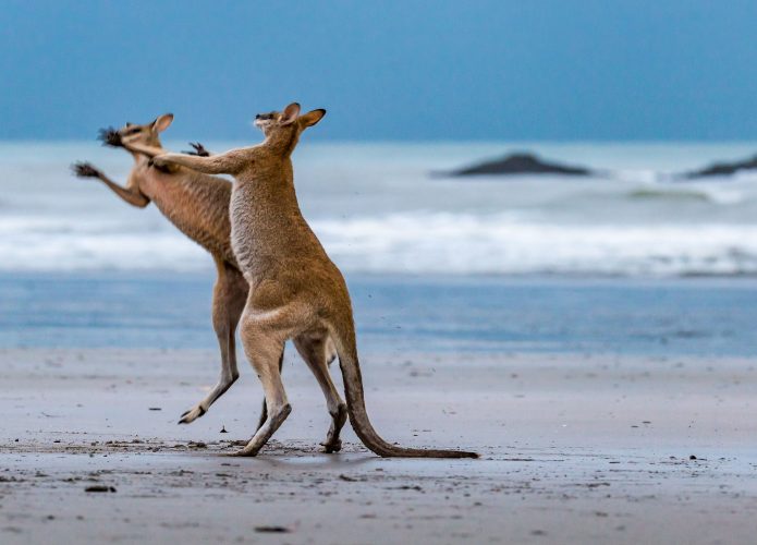 Cangurus lutando na praia