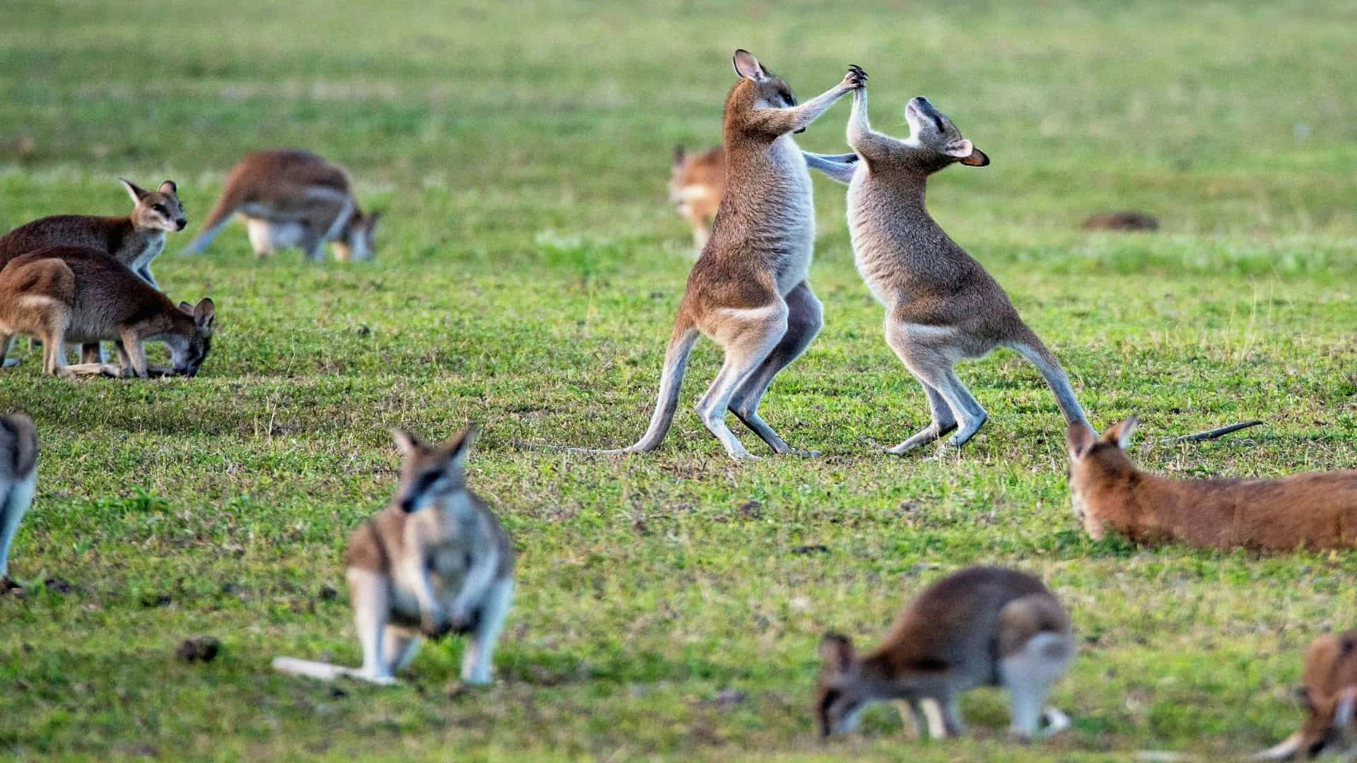 Cangurus lutando