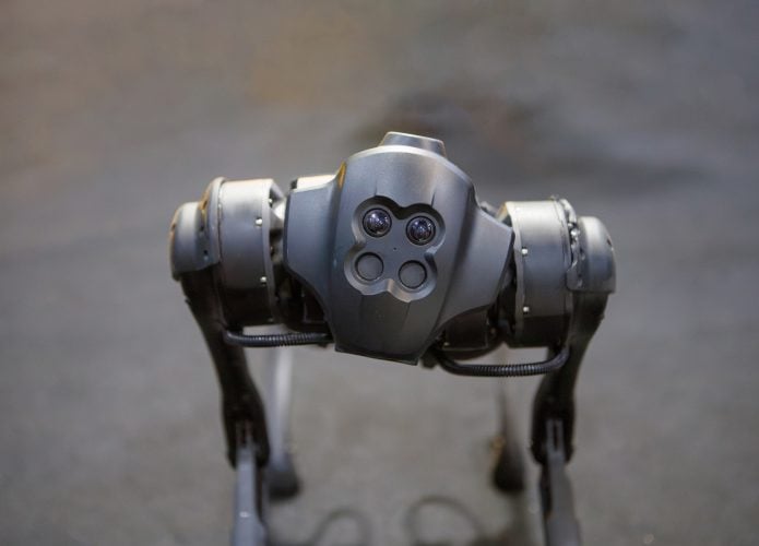 cao-robo-695x500