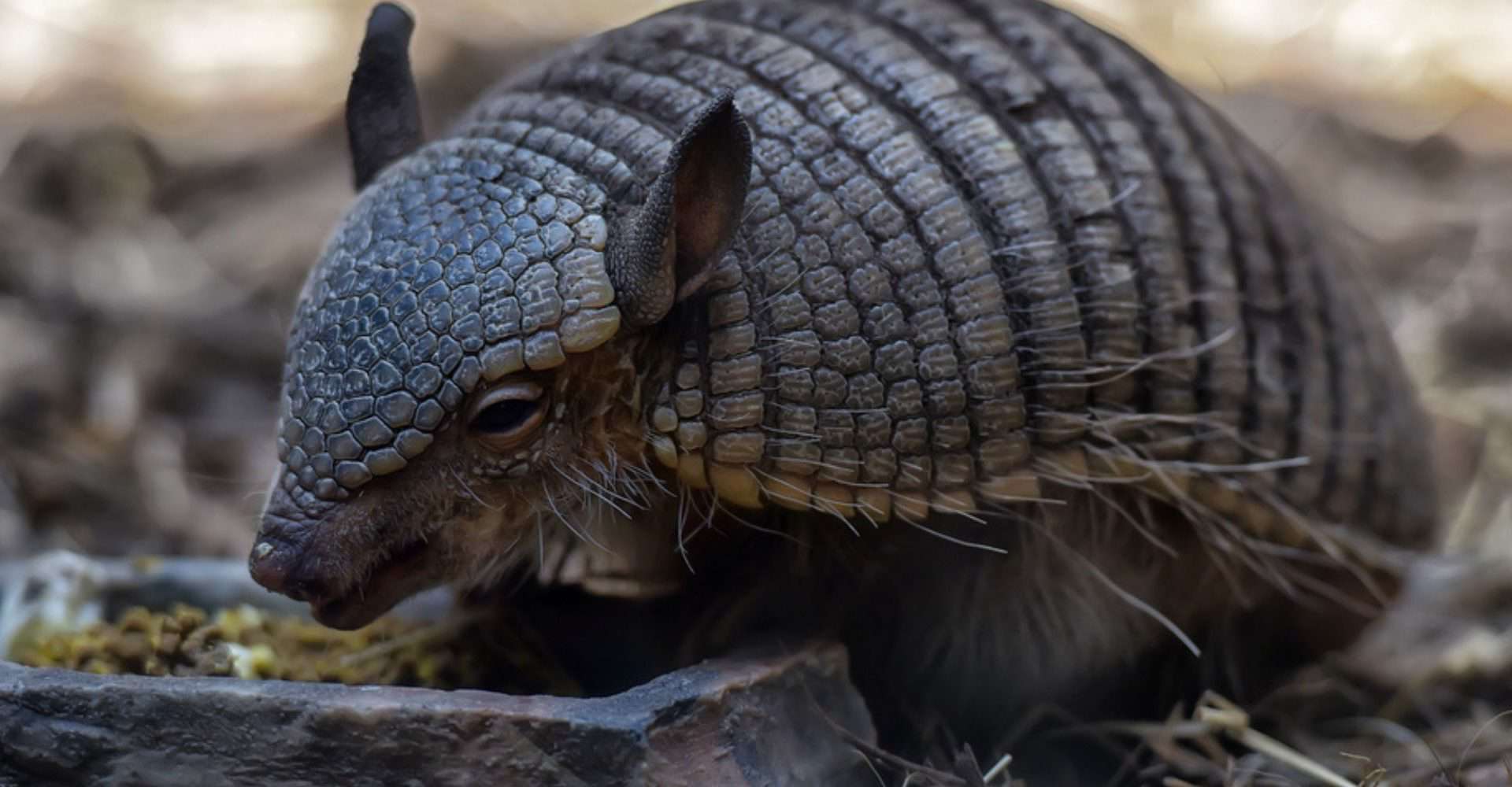 Imagem mostra tatu-galinha em seu habitat natural.