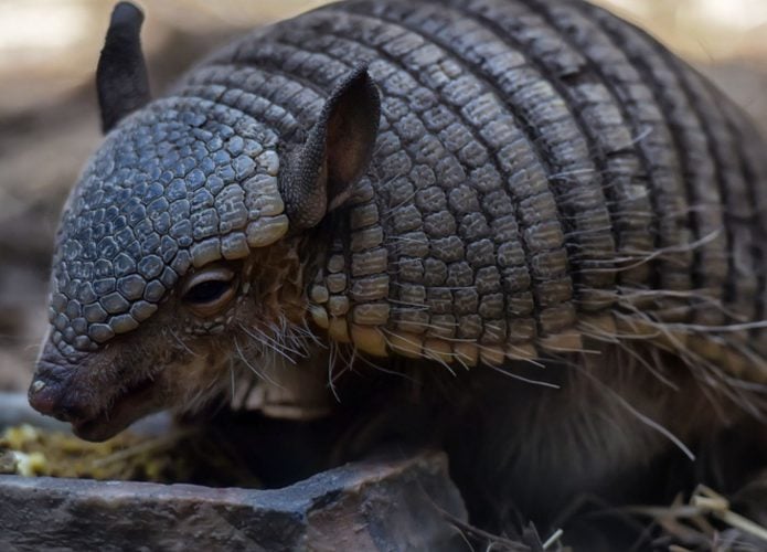 Imagem mostra tatu-galinha em seu habitat natural.