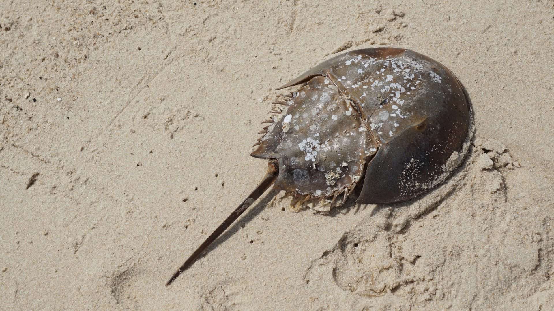 caranguejos-ferradura-1-1920x1080