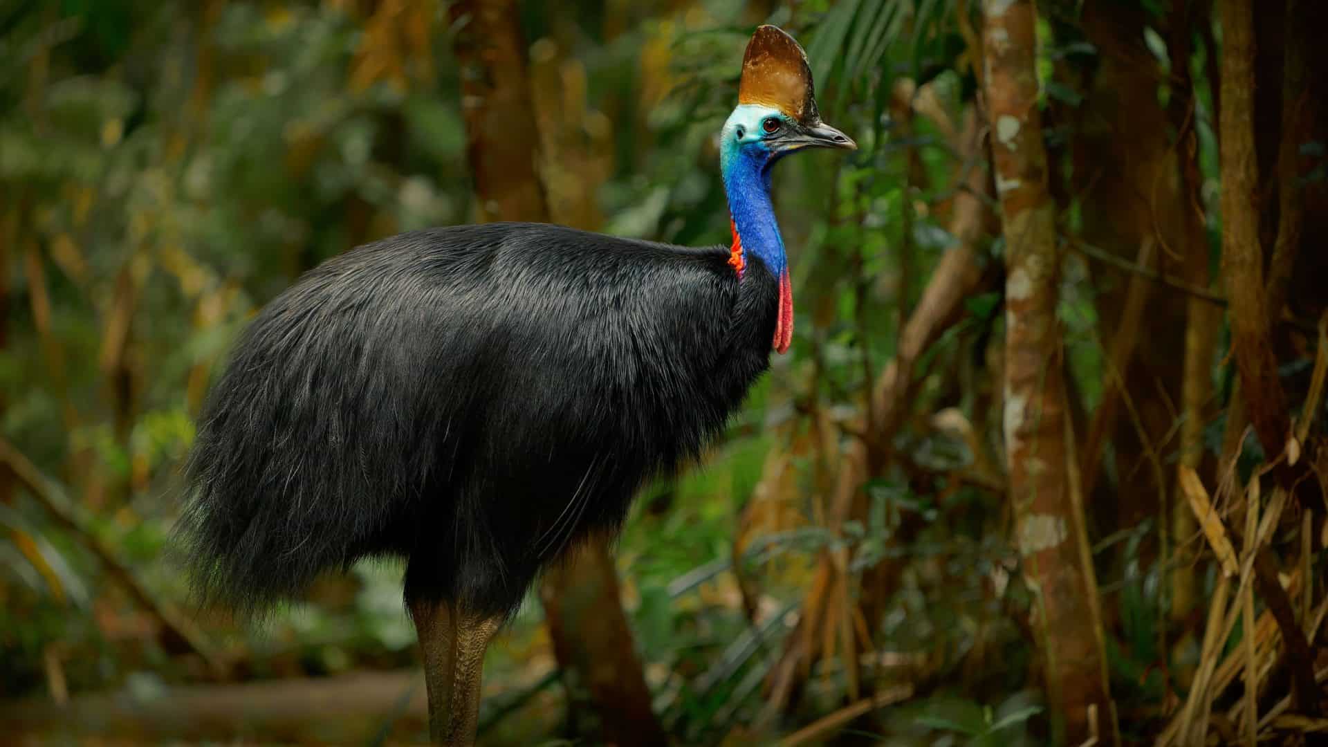 Casuar, grande pássaro preto incapaz de voar, que habita região da Austrália e Nova Guiné
