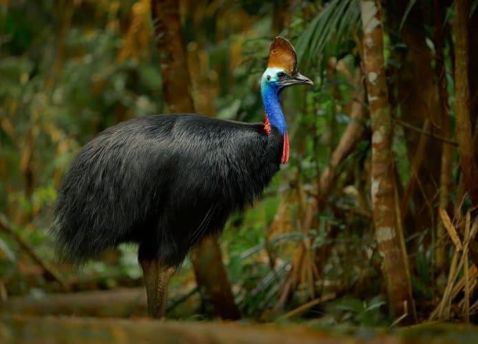 Casuar, grande pássaro preto incapaz de voar, que habita região da Austrália e Nova Guiné