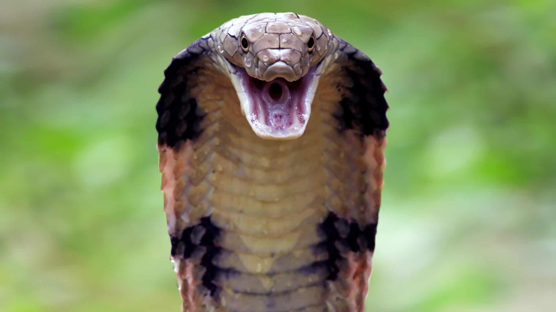 cobra-venenosa-1-1920x1080
