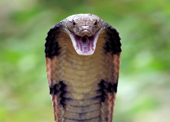 cobra-venenosa-1-695x500