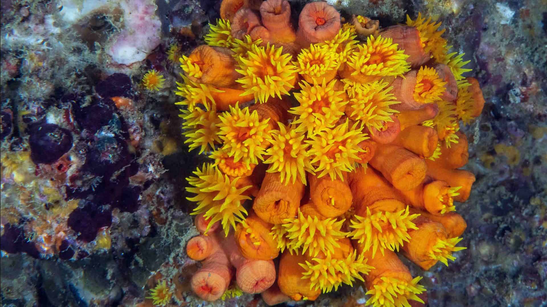Coral-Sol