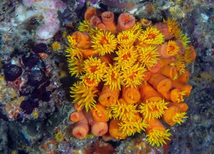 Coral-Sol