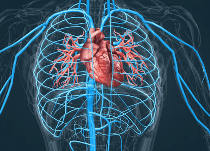 imagem mostra uma ilustração digital que detalha o coração dentro do corpo humano e as veias e artérias