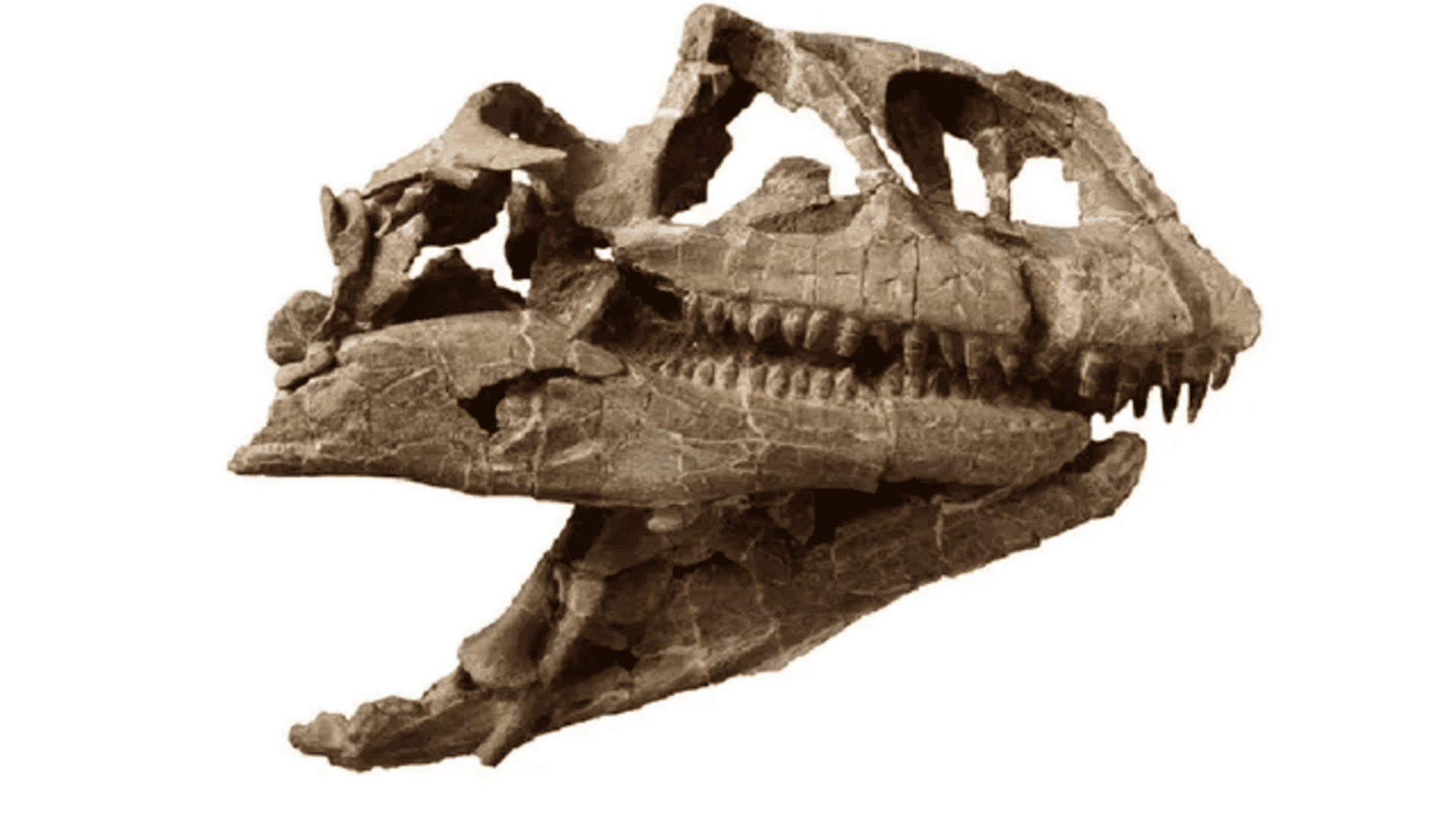 cranio-dinossauro-1-1920x1080.png