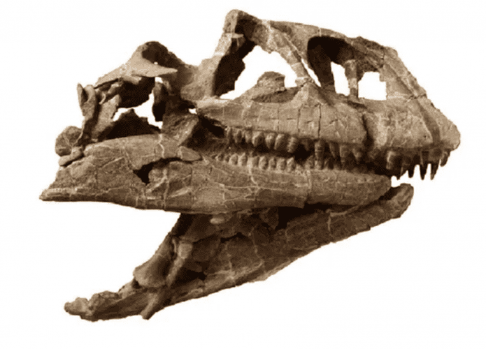 cranio-dinossauro-1-695x500.png