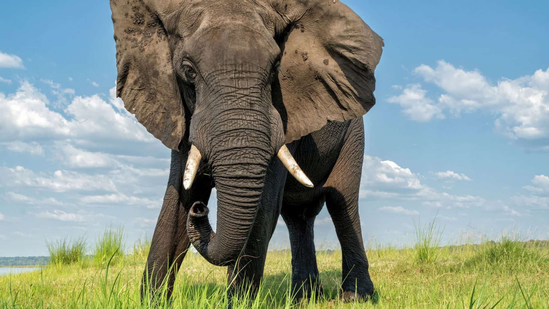 Elefante africano em busca de comida e água no rio Chobe entre Botsuana e Namíbia na estação verde
