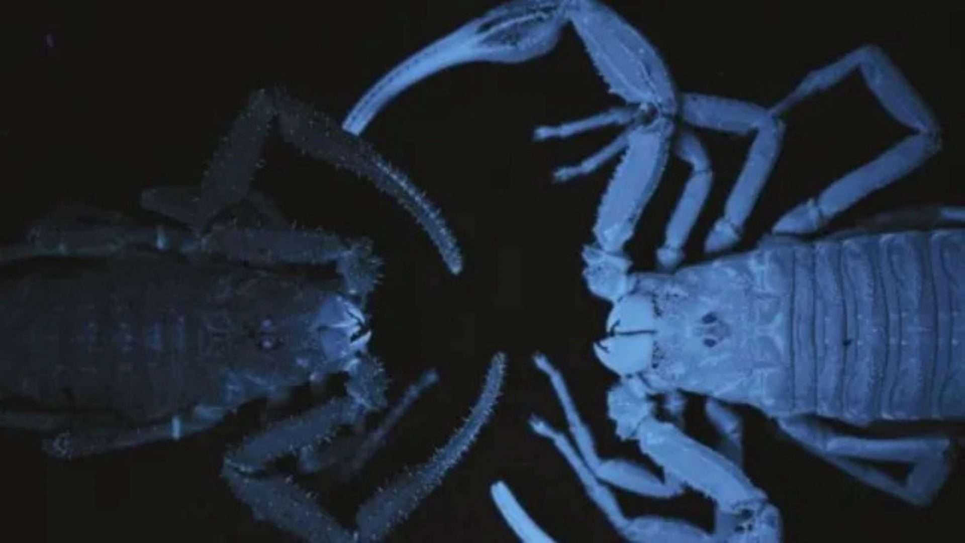 escorpio-1920x1080