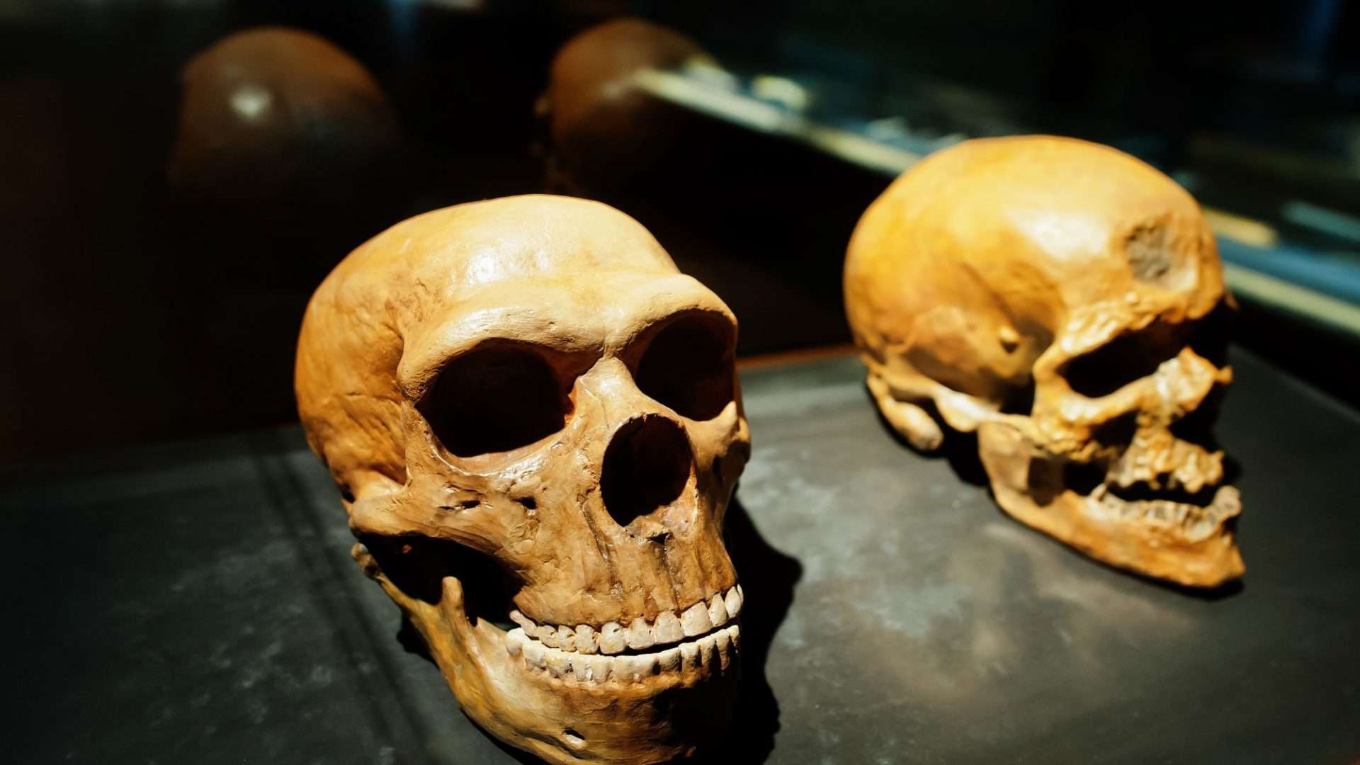 evolução