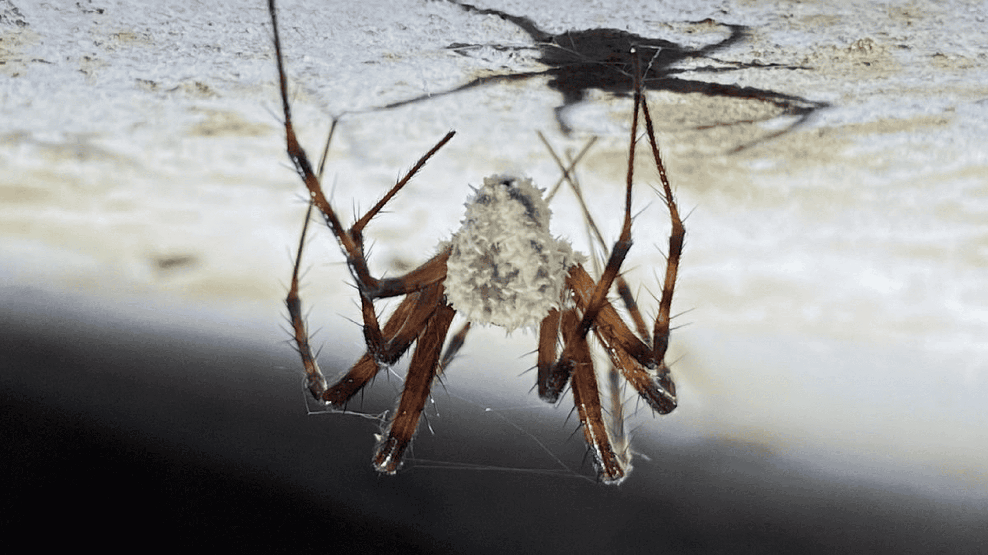 Fungo G. attenboroughii infectando aranha