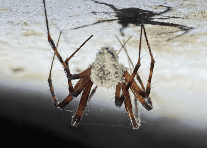 Fungo G. attenboroughii infectando aranha