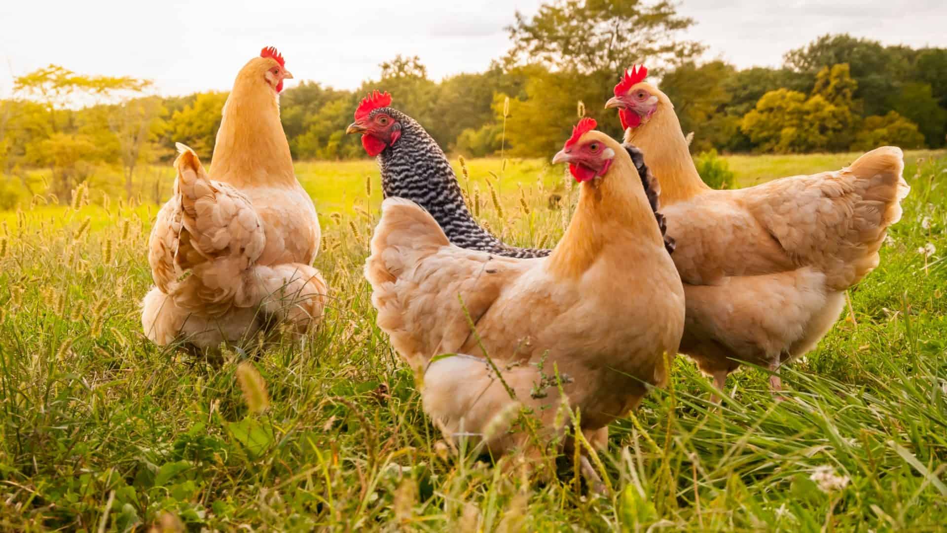 galinhas perambulando pela grama
